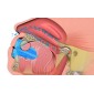 Myobrace pour les enfants étape zéro - K0
